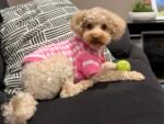 Alex customer photo of the crochet pet sweater