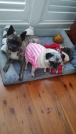 Mathew customer photo of the crochet pet sweater