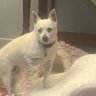 Verified Hgkoo customer pet