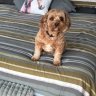 Verified Hgkoo customer pet