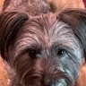 Verified Hgkoo customer pet